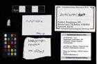 Foto (Objekt + Etikett) von Nodoprosopon ornatum (Meyer, 1842)  (NHMW-GEO-2014-0194-1007)